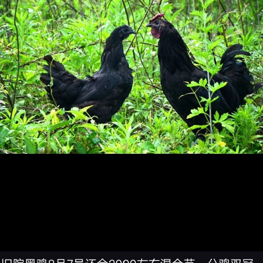 崇州市5黑，旧院黑鸡，纯粮食散养一年以上