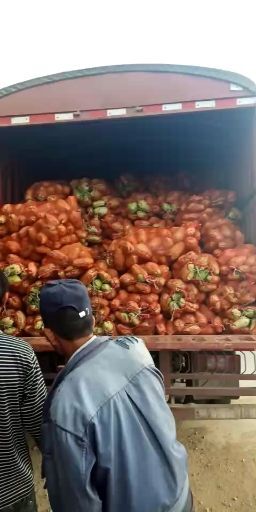 个旧市佛手瓜苗 量大从优，火热销售中