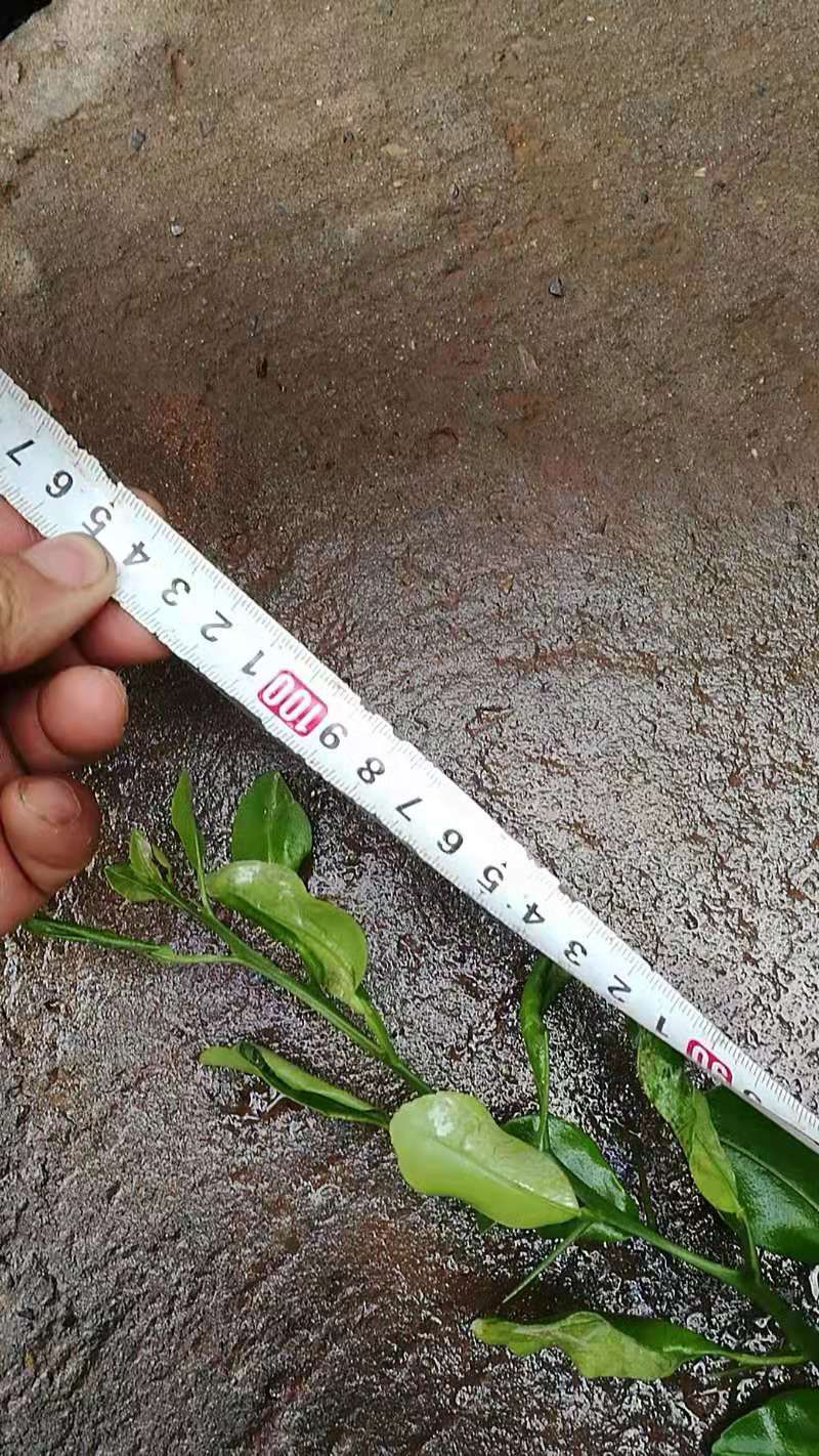 红橘苗 红橘幼苗 可嫁接各个品种