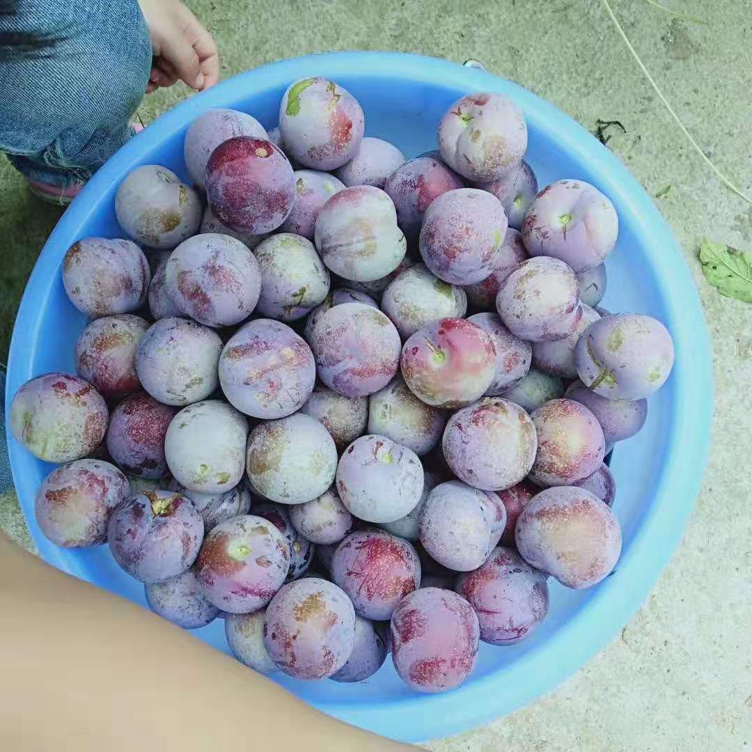  脆红李。可一件代发