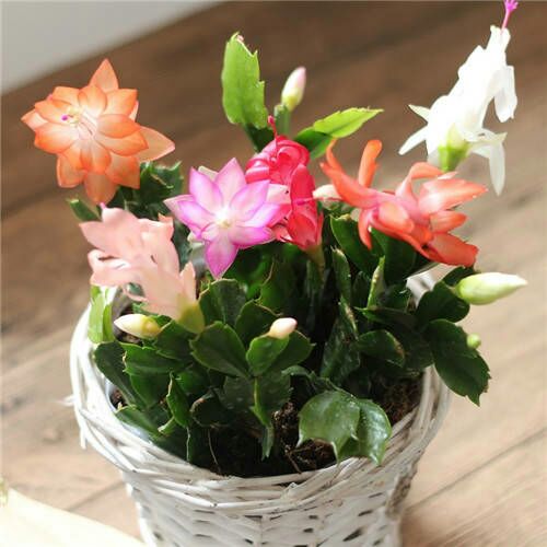  四季花卉开花嫁接蟹爪兰花苗花卉阳台鲜花花苗小盆栽植物盆景室