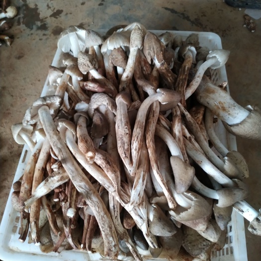 盐边县鸡枞菌 野生黑皮鸡纵