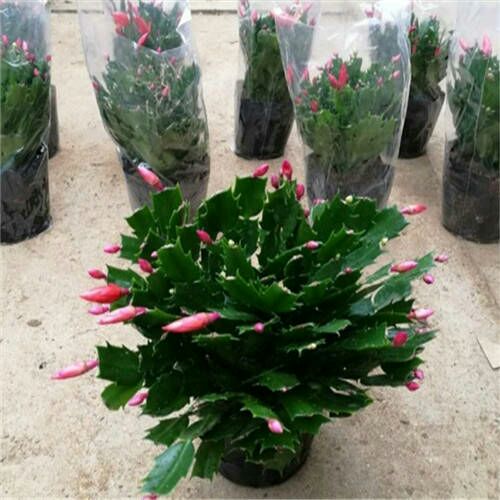  四季花卉开花嫁接蟹爪兰花苗花卉阳台鲜花花苗小盆栽植物盆景室