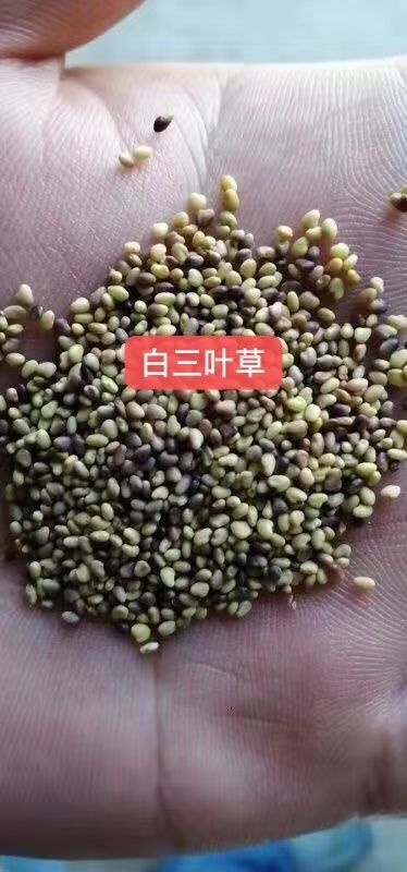 酒泉草花 花草