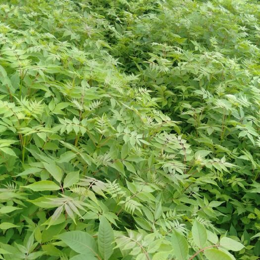 镇雄县黄柏种苗  黄柏苗，地径0.4～1公分有需要的老板联系，量大