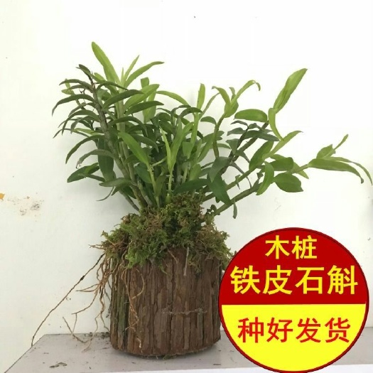 铁皮石斛盆栽 铁皮石斛苗盆栽 鲜条枫斗苗 霍山苗盆栽 原装发货兰花植物园艺