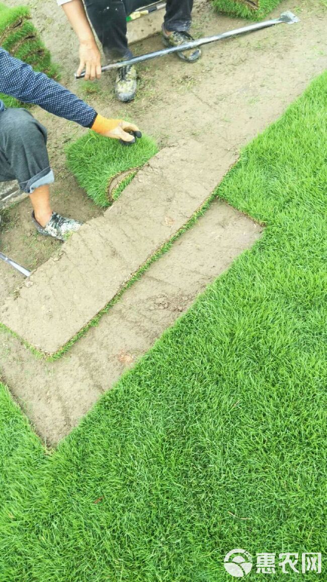 马尼拉草皮  广东马尼拉卷草，