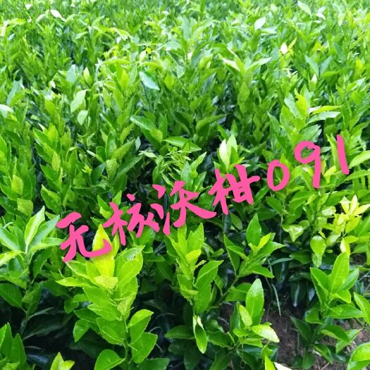 松滋市无核沃柑苗  两年大苗，人见人爱！