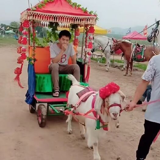 济南马，马车，矮马，骑乘矮马，改良矮马