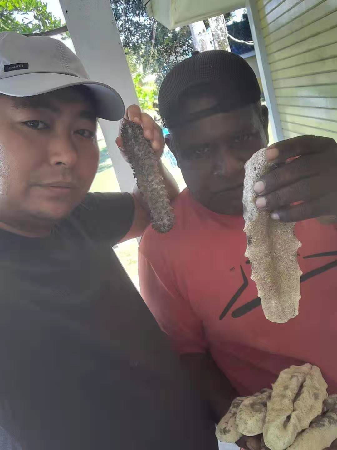 南美海参 猪婆参/白瓜参/白石参(印度尼西亚)
