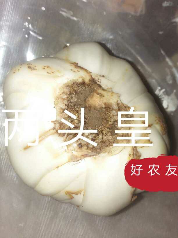  兰州绿色天然鲜百合