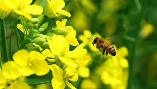 枣阳市油菜蜜 塑料瓶装 1年  