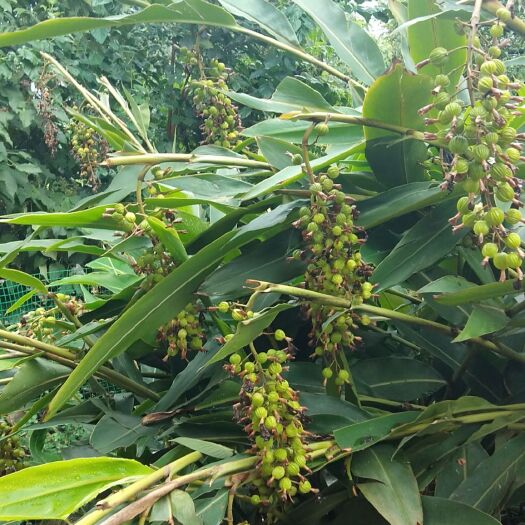 晴隆县香砂仁 食物香砂，炖汤香料