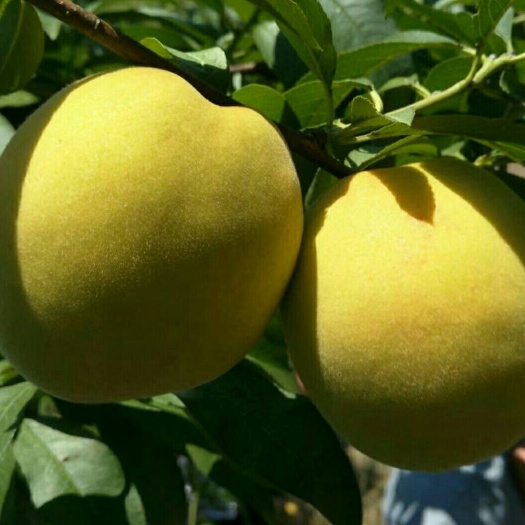 芷江县 怀化黄桃，个大味甜