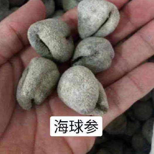 南美海参 海球参(印度尼西亚)