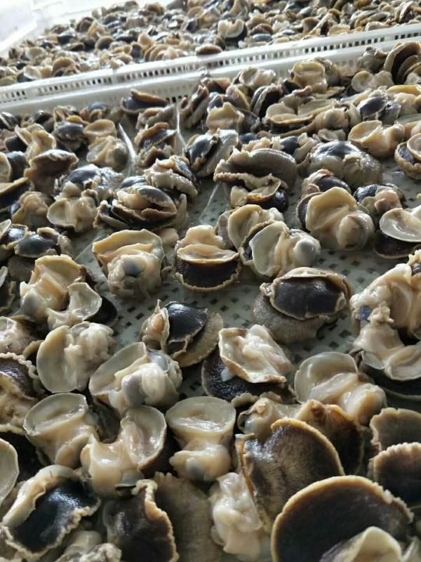 玉螺肉，香螺肉，猫眼螺肉，海螺肉。