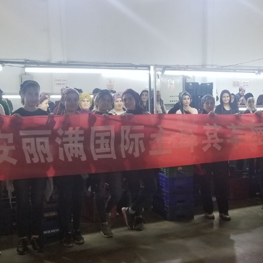 上海黑樱桃 土耳其高品质车厘子