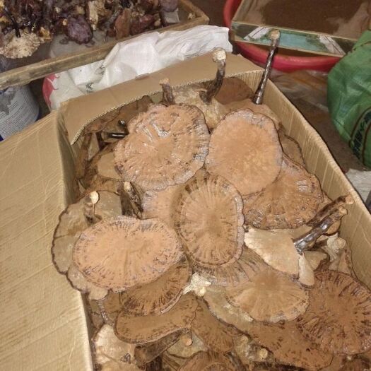 黎平县赤灵芝