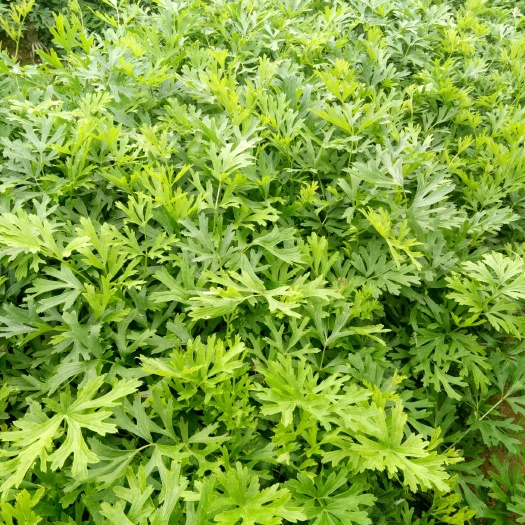白頭翁種苗  白頭翁種子