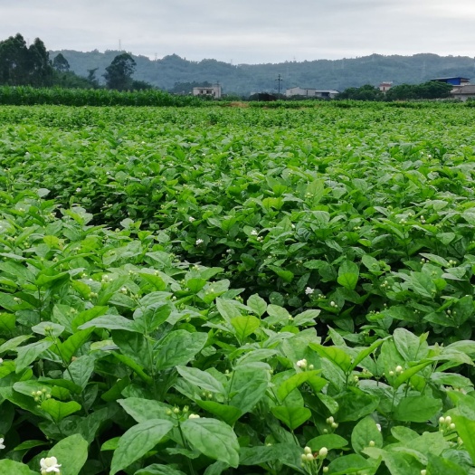 犍为县 茉莉花——基地供应