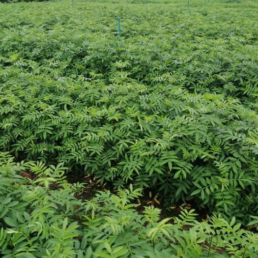 重庆市九叶青花椒苗 江津九叶青，天知椒，藤椒苗批发并提供种植技术