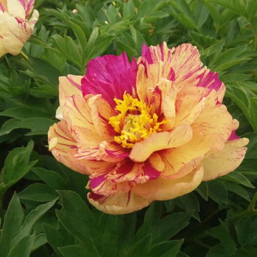 菏泽美丽芍药 0.5米以下 2cm以下