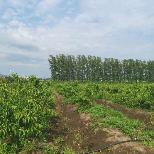黄桃树苗 批发东北寒地黄桃苗木 产量高 耐寒 提供技术指导