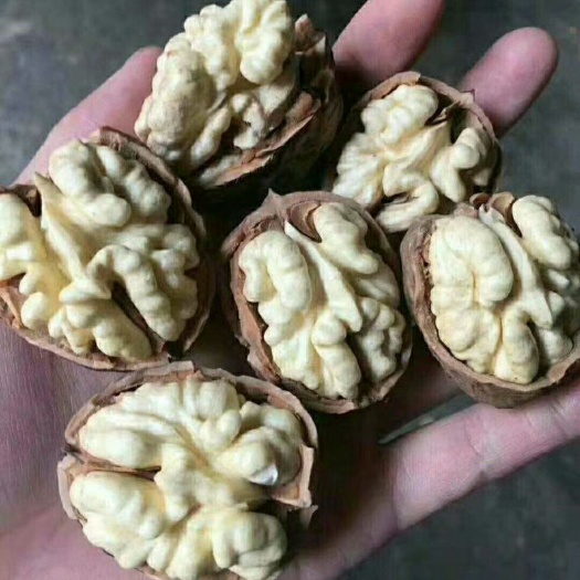 城口 核桃