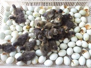 衡阳麻鸭苗  金锭鸭苗