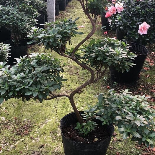 成都 成都杜鹃造型基地