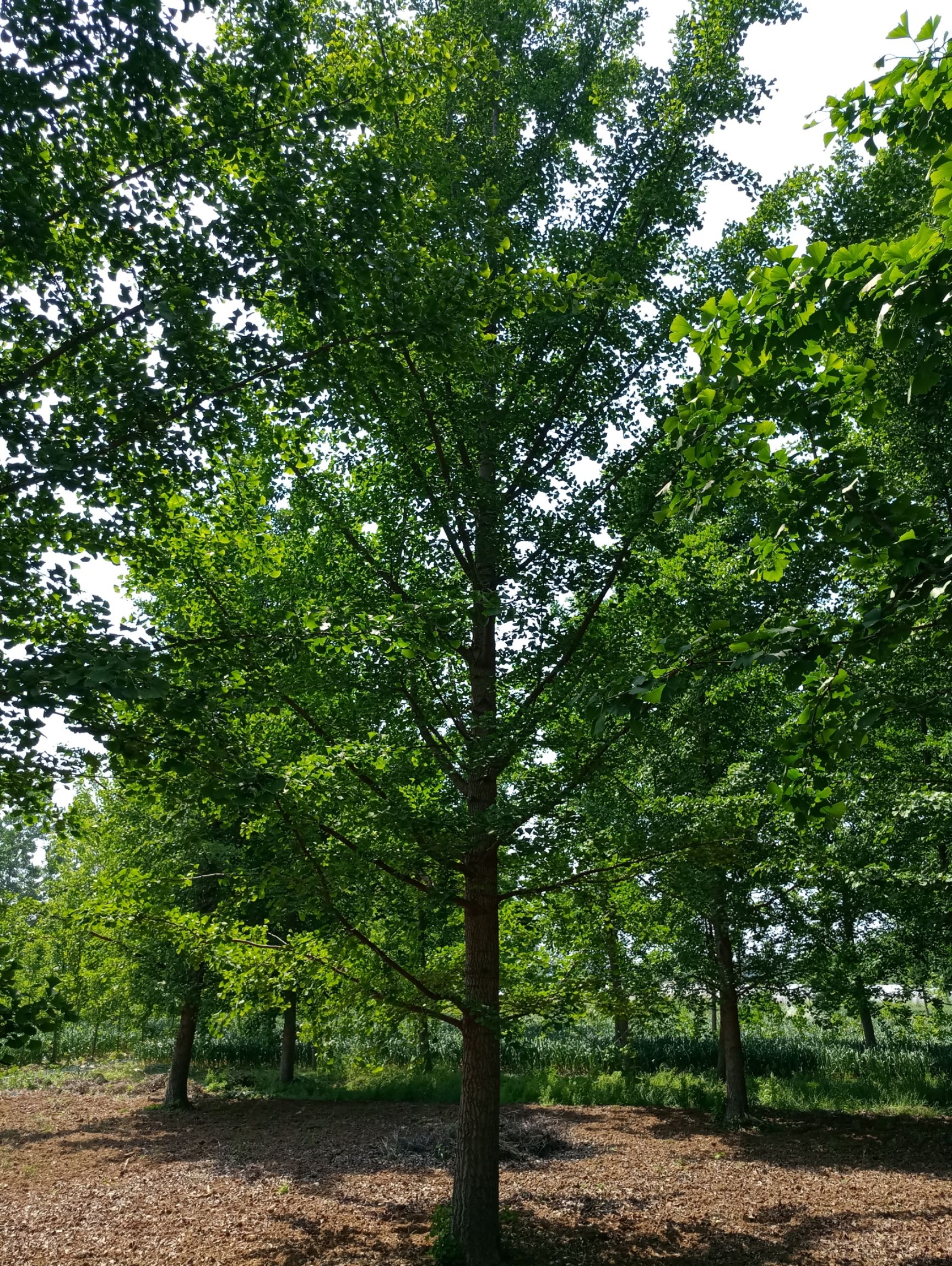 银杏实生苗 江苏邳州1-30公分银杏树价格，基地批发