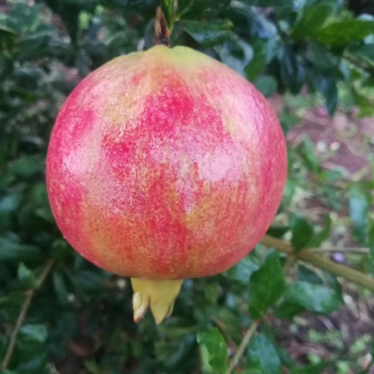 会东县 突尼斯软籽石榴