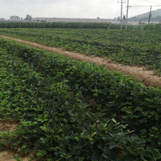 东港市奶油草莓苗 量大优惠