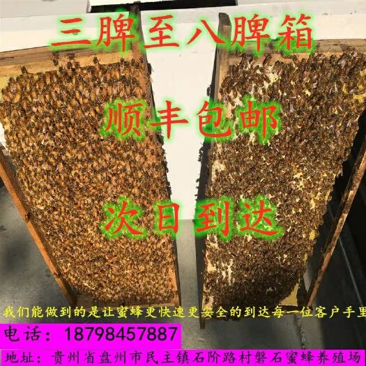 盘州市 中华蜜蜂土蜂群活体蜂群小蜜蜂双色蜂带王带箱带脾包邮贵州