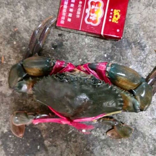 芒市缅甸黑蟹 膏蟹，60