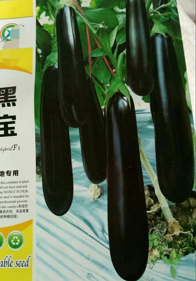 茄子種子 黑寶長茄