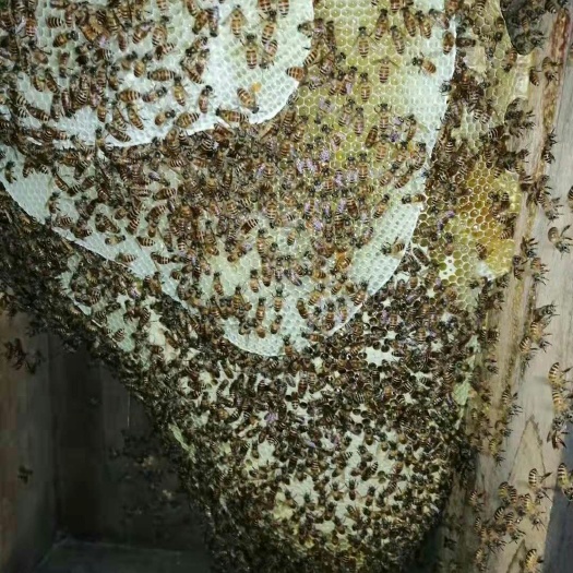 寻乌县野蜂蜜  一斤包邮的百花蜜自家一手货源，
