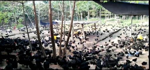 永春县 长期供应各种脱温鸡苗