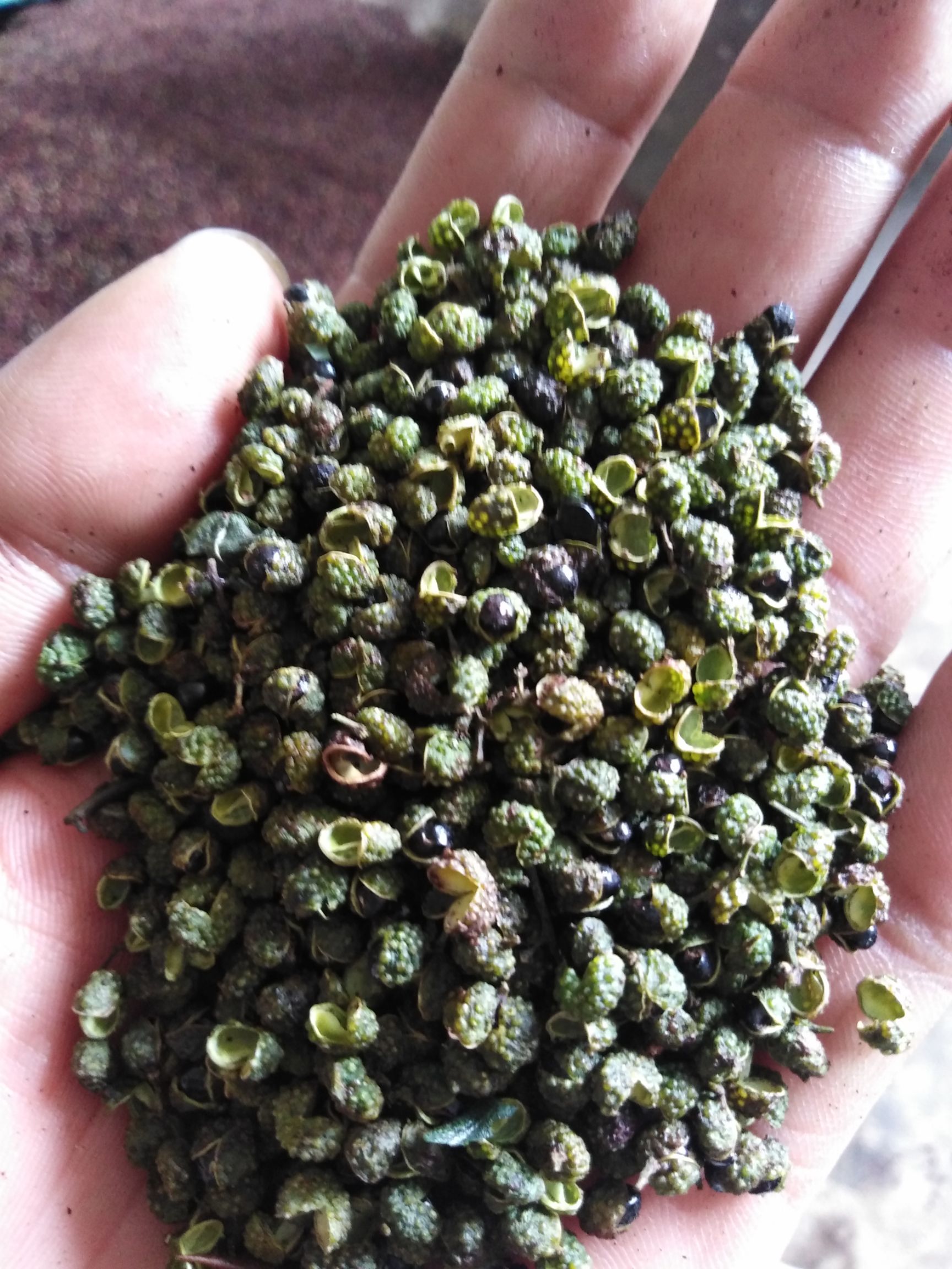 青花椒 手机照的图片看起有点黑，麻度高，香，麻，很好，麻度在120以