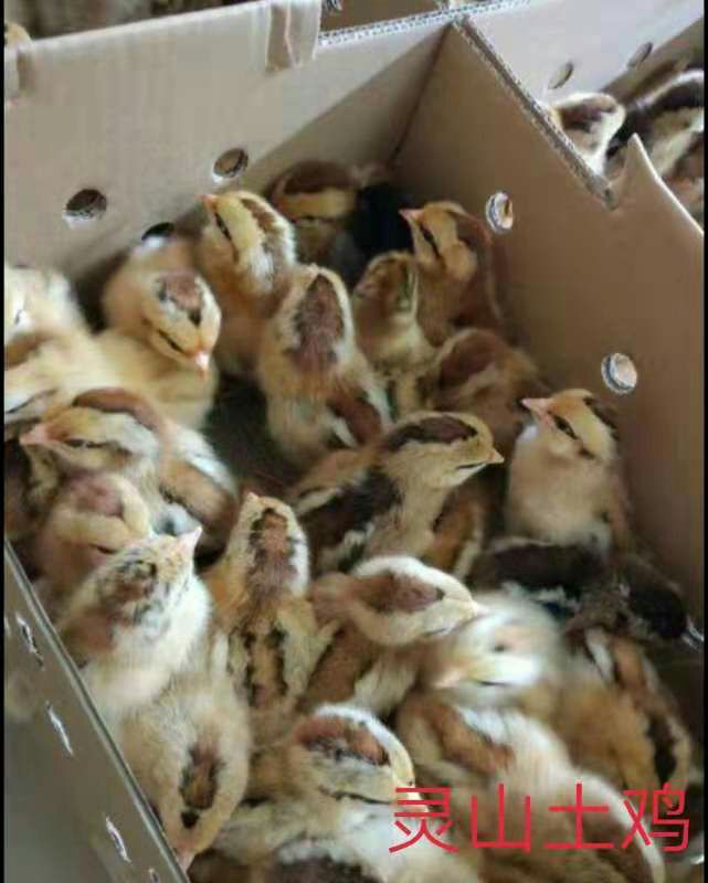  灵山土鸡苗