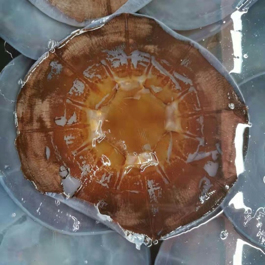 东港市黄海海蛰 黄海绵蛰