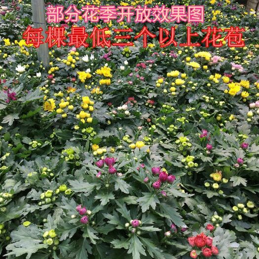  大菊花苗(12棵送肥料)四季开花杭州白菊食用菊花盆栽室内观花
