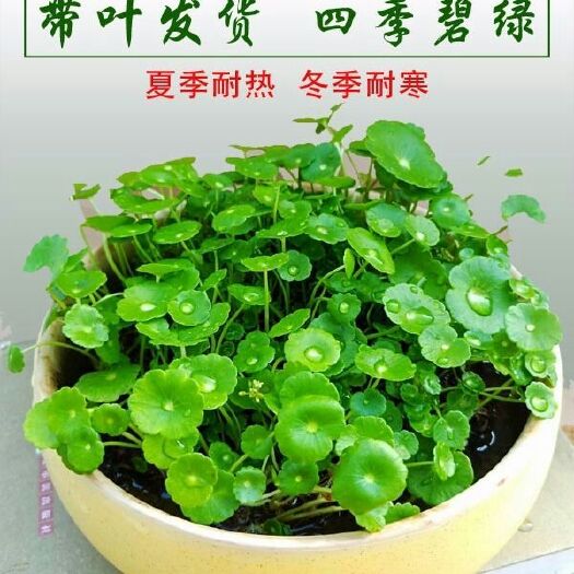 连云港铜钱草盆栽 [四季常青带叶子]铜钱草室内盆栽花卉绿植绿萝吊兰金钱草水培植