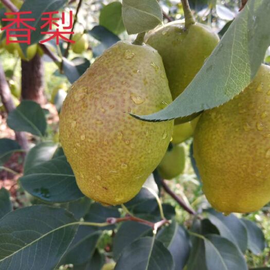 鲁山县 红香酥梨，辛水梨，批发