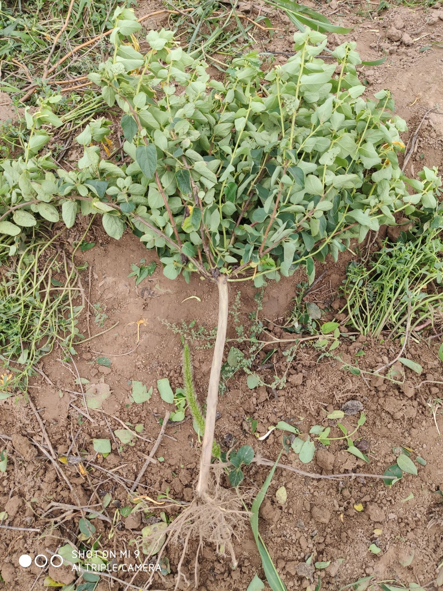 巨花一号金银花苗