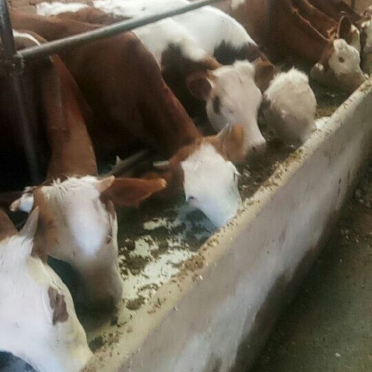 围场县肉牛  精品小公牛