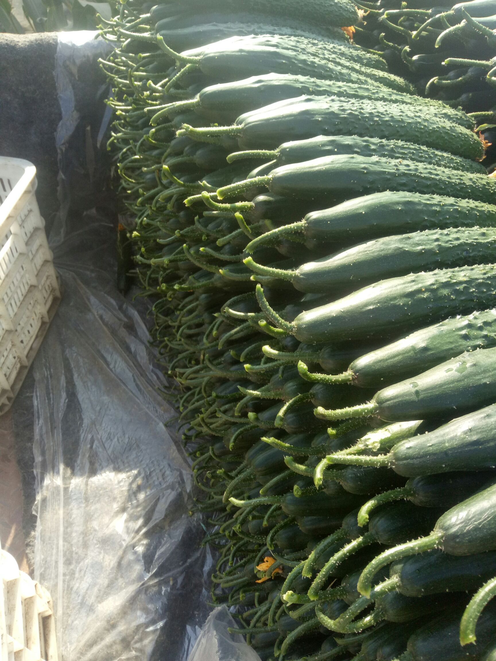 嫁接油亮青瓜 嫁接油量青瓜