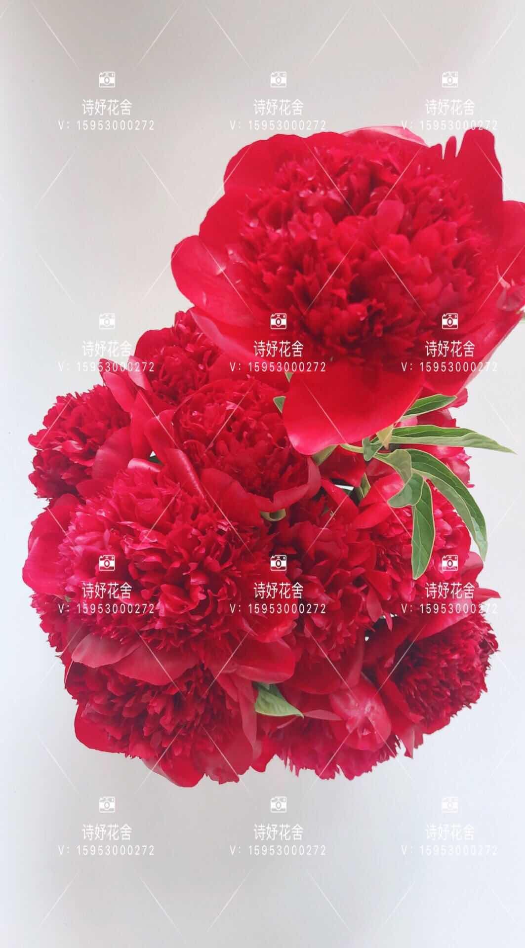 美丽芍药 红色魅力