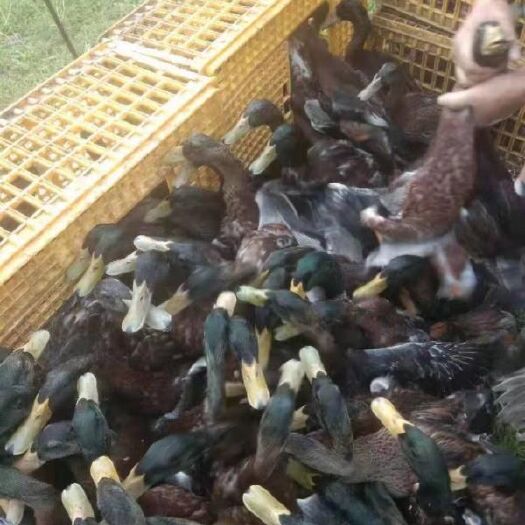 昆明 小种麻鸭苗 疫苗包打 诚信经营 假一赔十