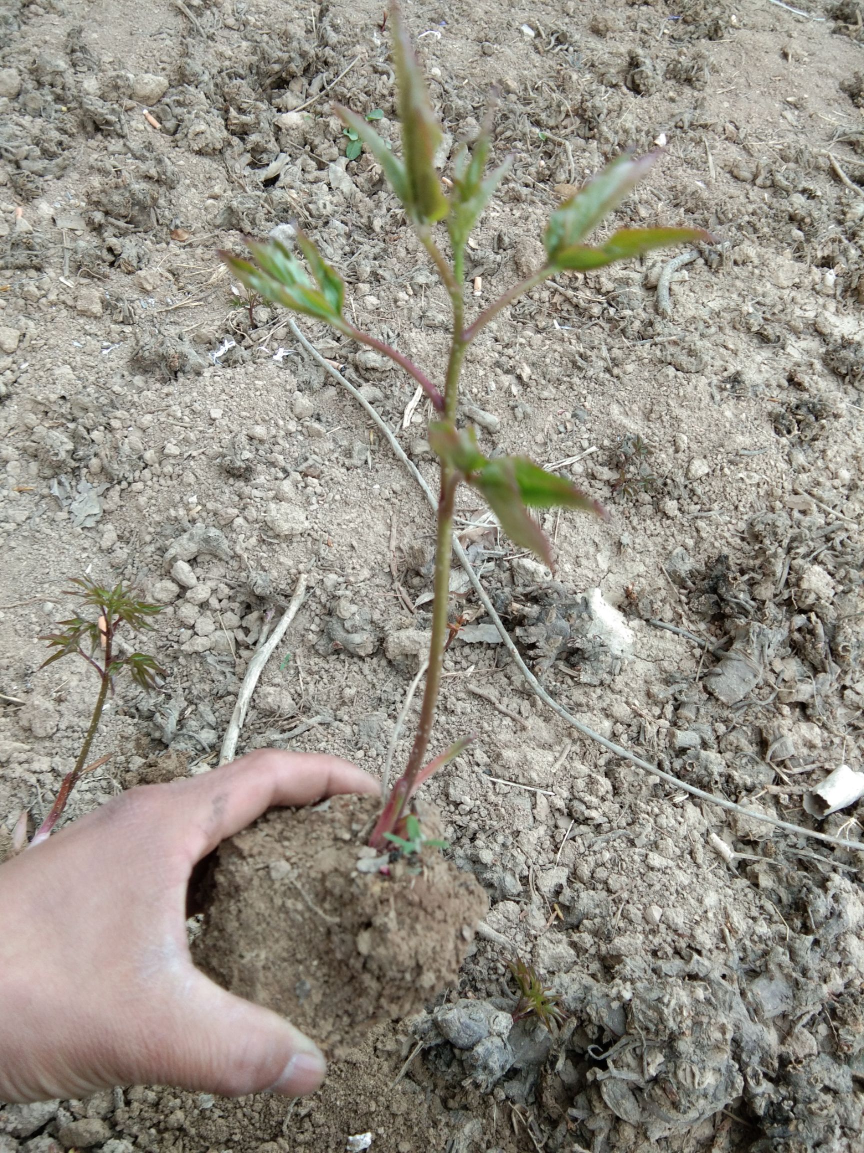 赤芍种苗 芍药